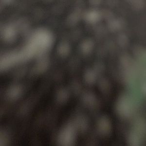 Meet your Posher, Shahira